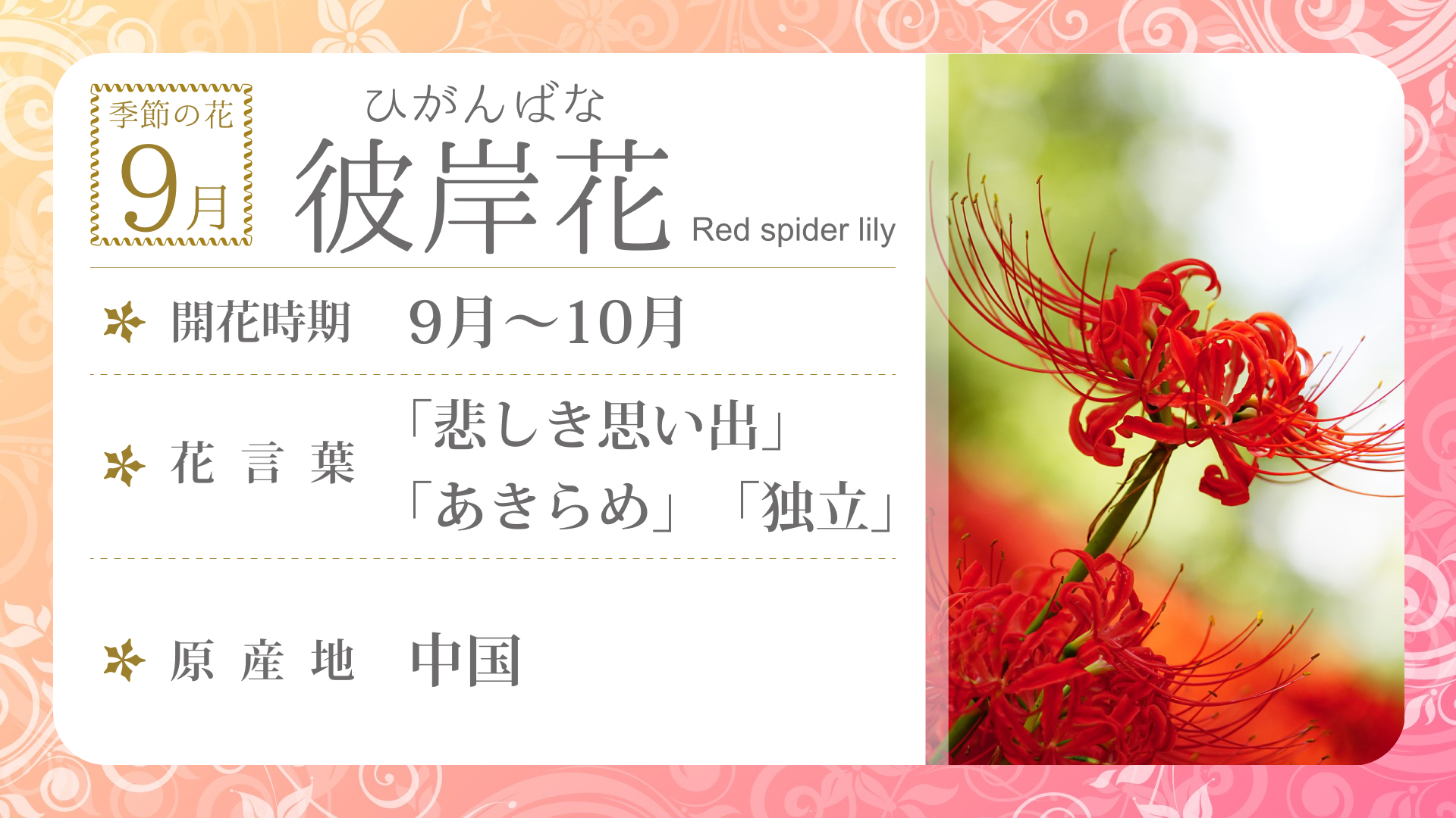 Nh Flower09 季節の花 9月 デジタルサイネージ配信コンテンツ
